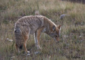 Canis latrans